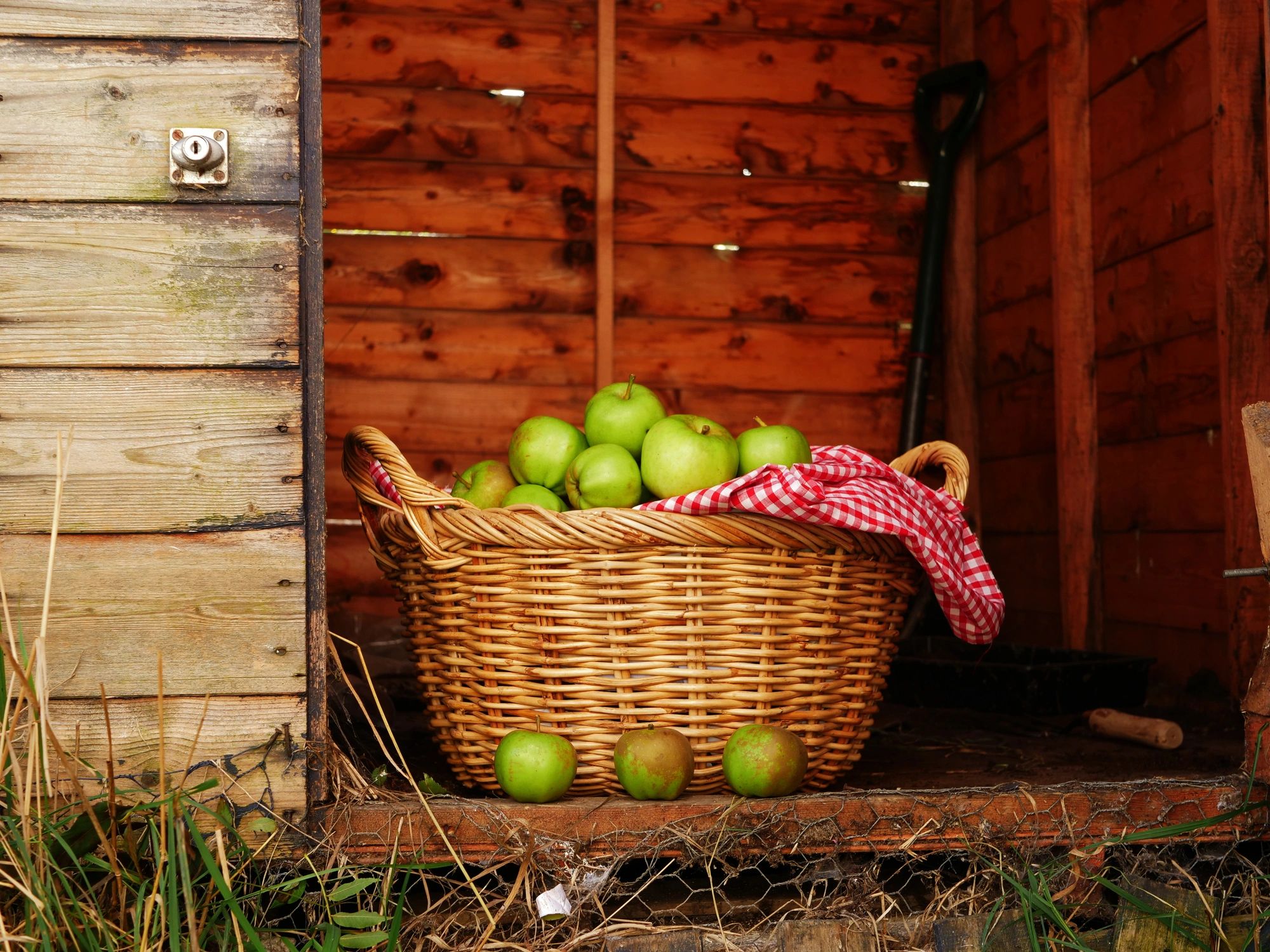 Fresh red apples in bulk baskets for wholesale fruit sourcing