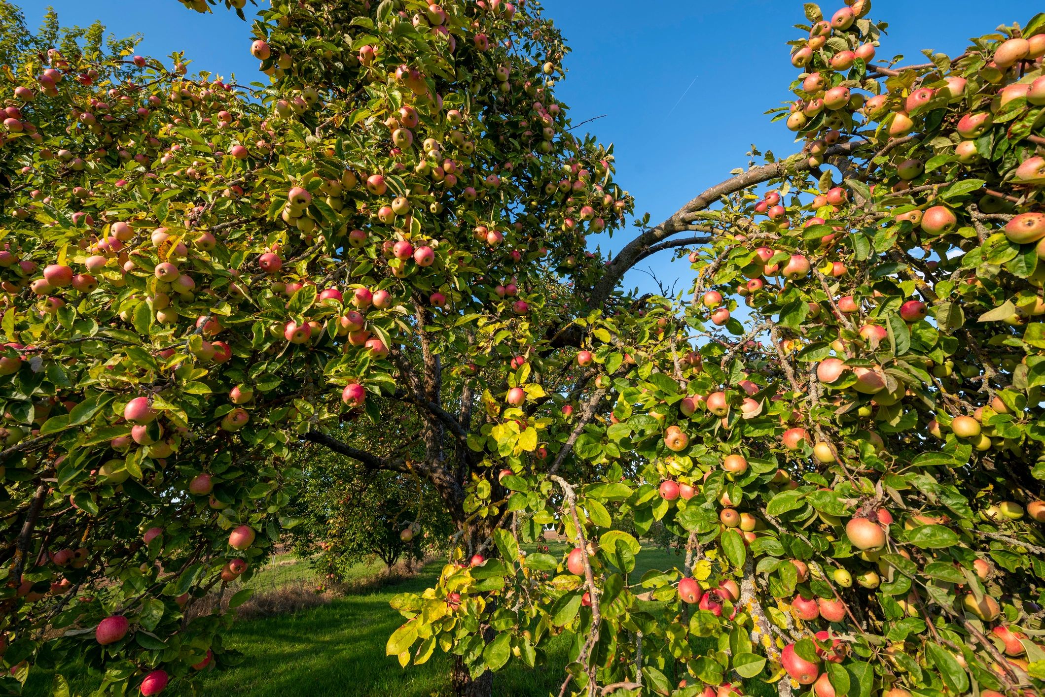 Ripe apples on tree for wholesale apple sourcing