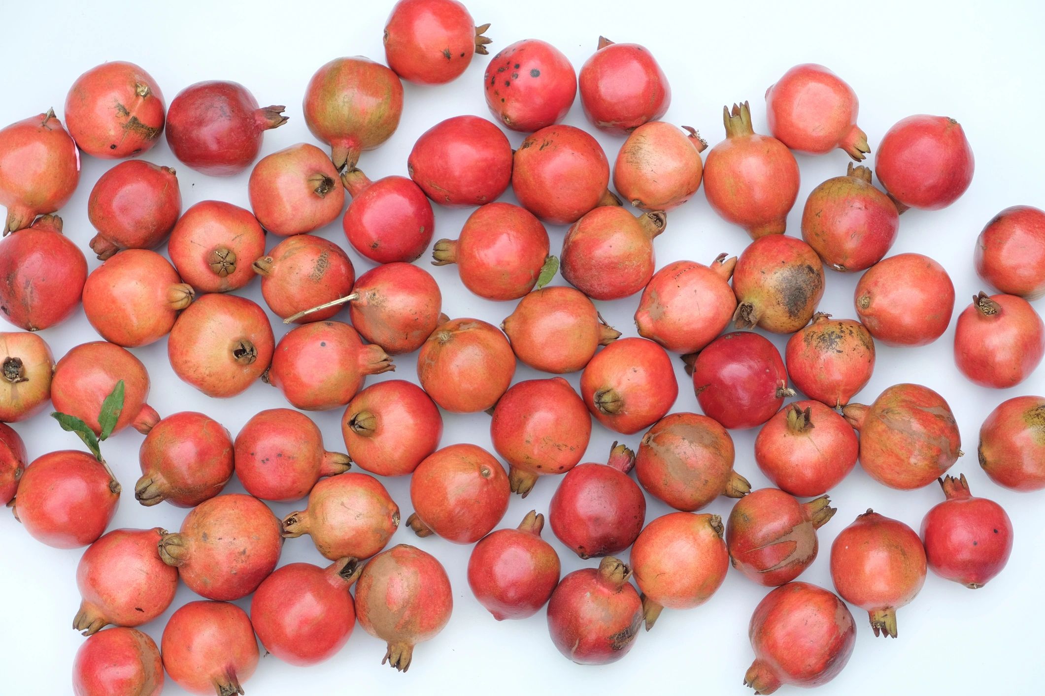 Wide shot of pomegranate fruits