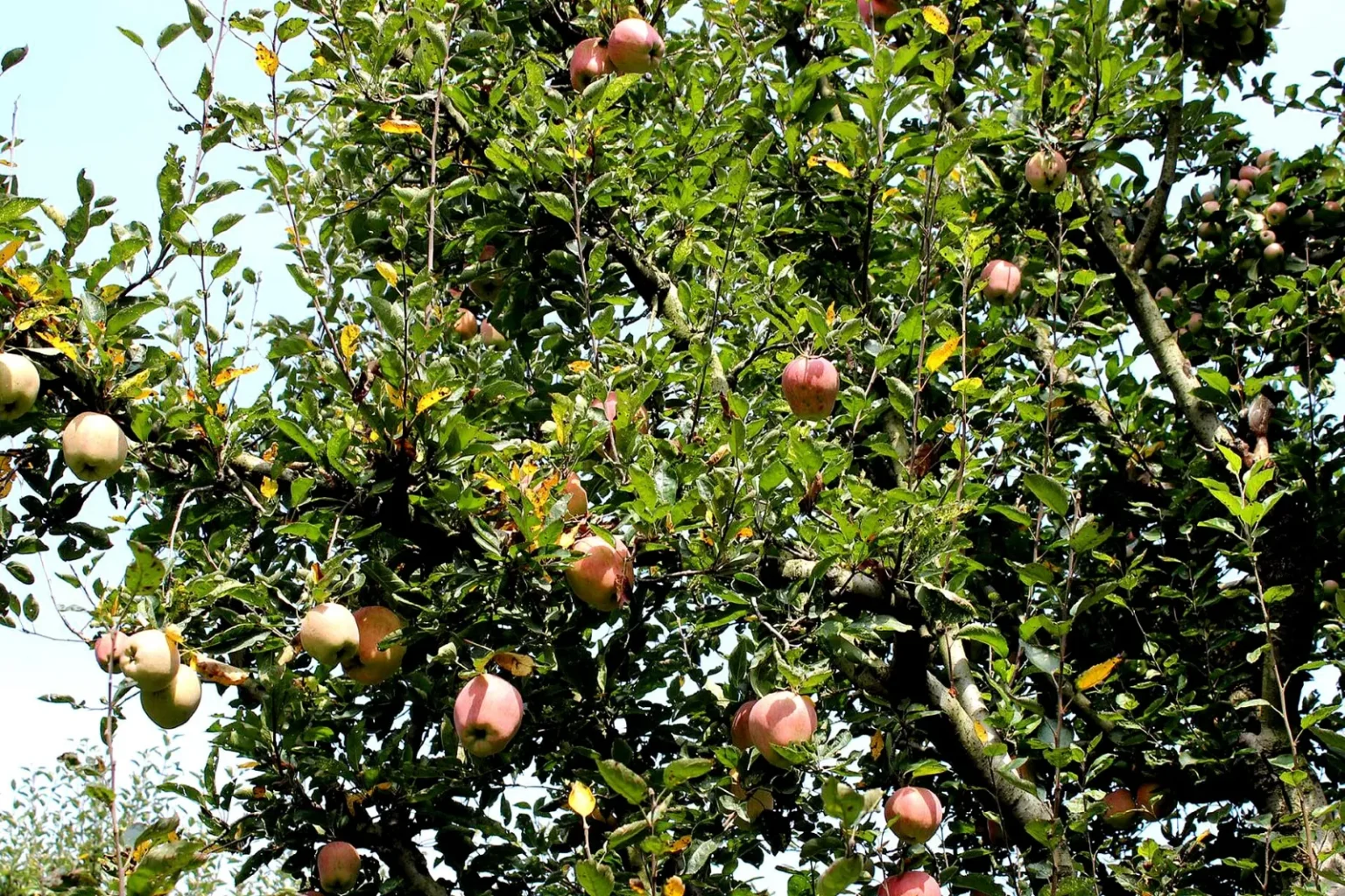 Apple garden laden with fruit in Kashmir