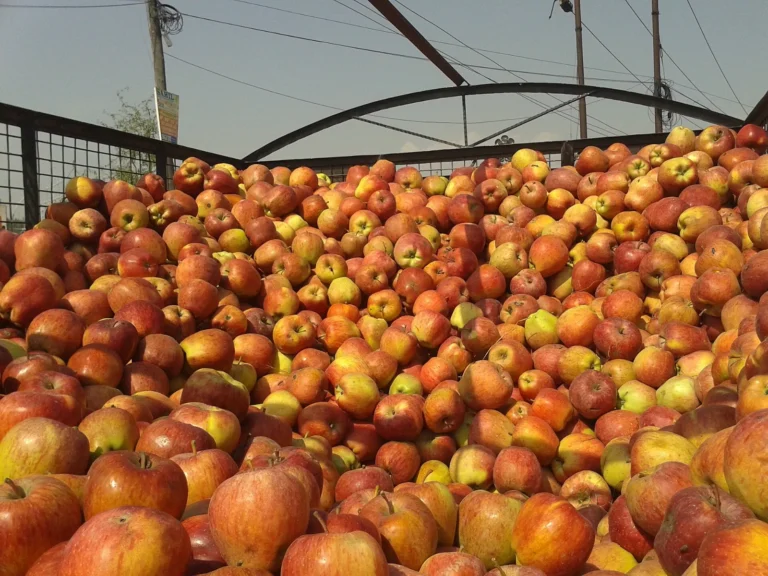 Bulk lot of freshly harvested apples in Kashmir