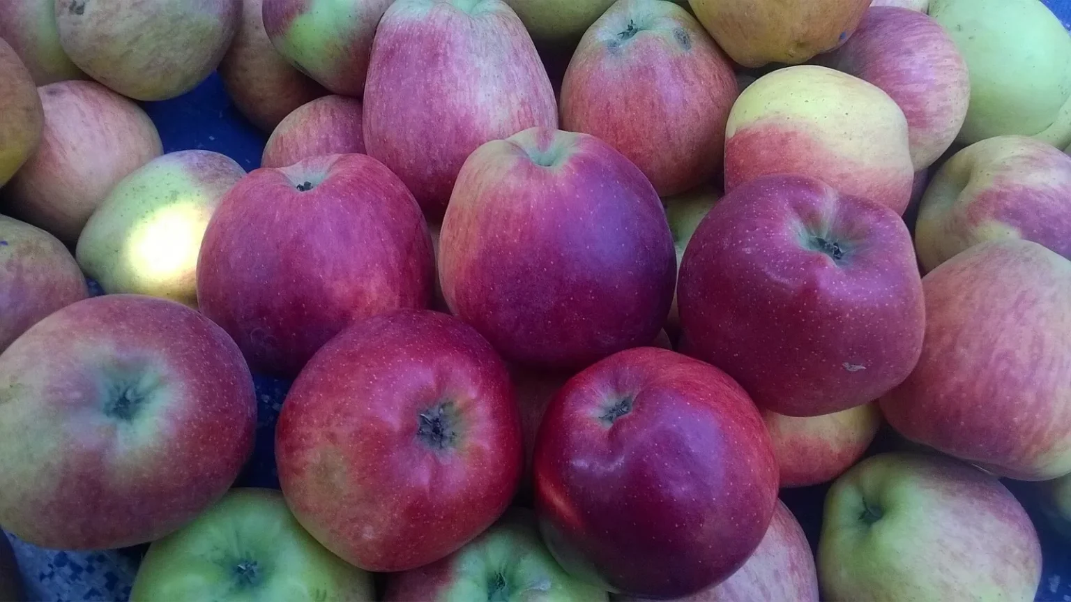 Freshly picked apples in the Kashmir valley