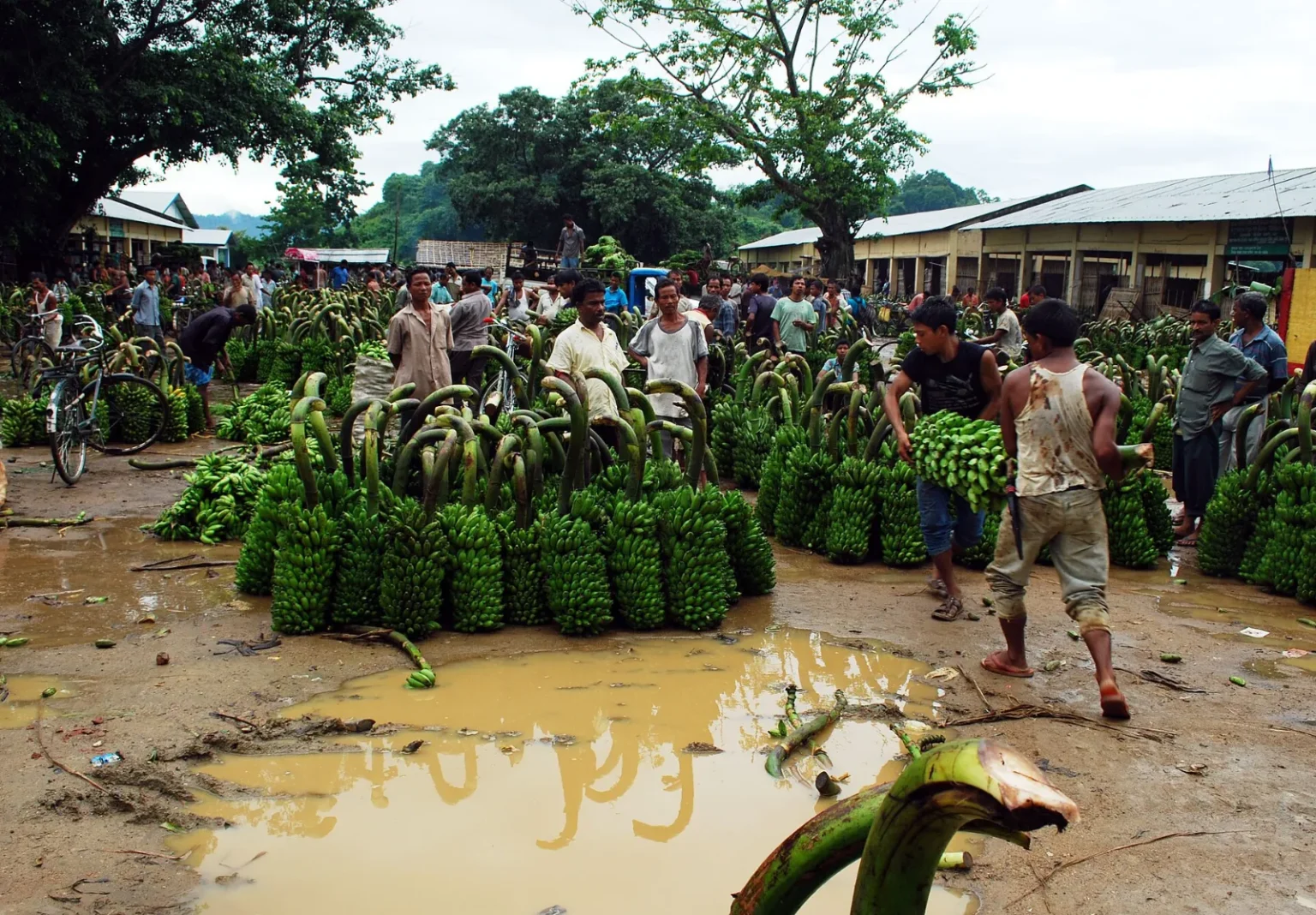 Green banana bunches at Darangiri banana market, Goalpara, Assam