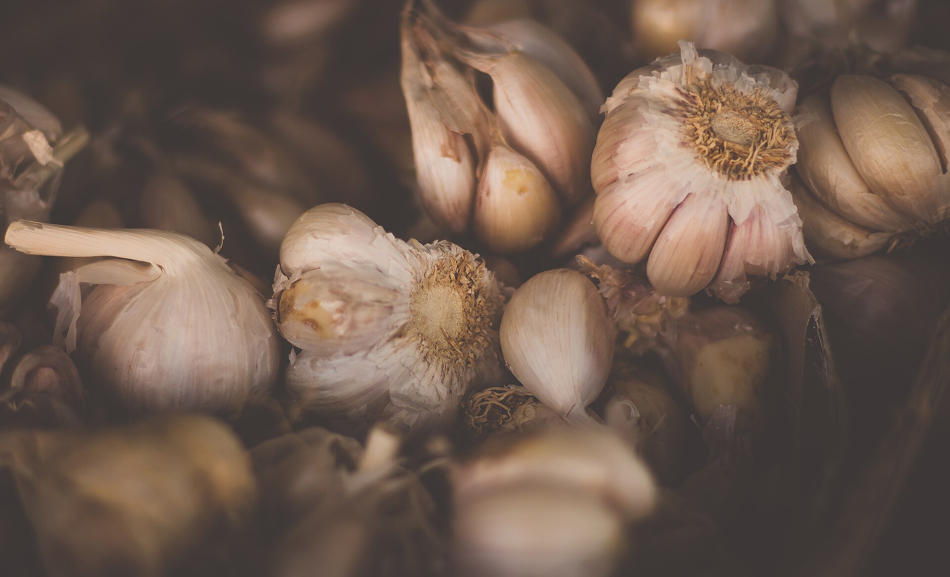 Fresh garlic bulbs for wholesale supply from Bulky Business