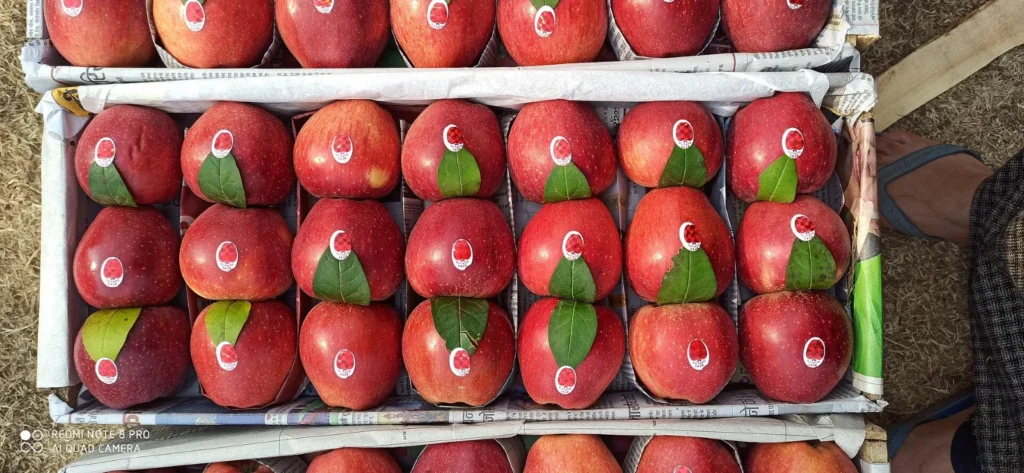 Red Kashmiri apples tray-packed in a carton for wholesale