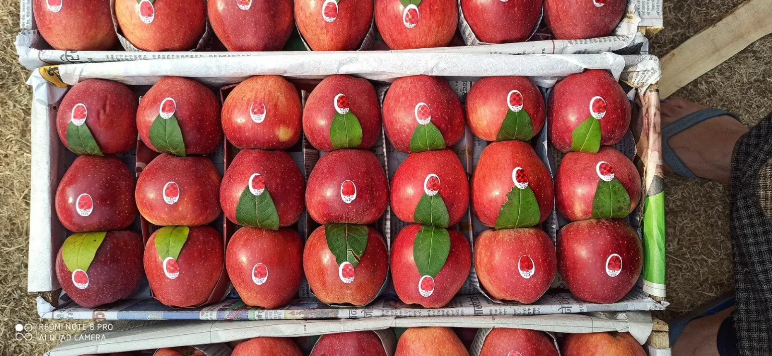 Red Kashmiri apples tray-packed in a carton for wholesale
