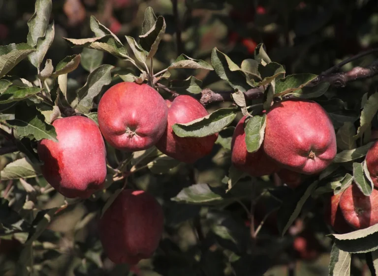 Red apples ripening on a tree in Kalpa, Kinnaur, Himachal Pradesh