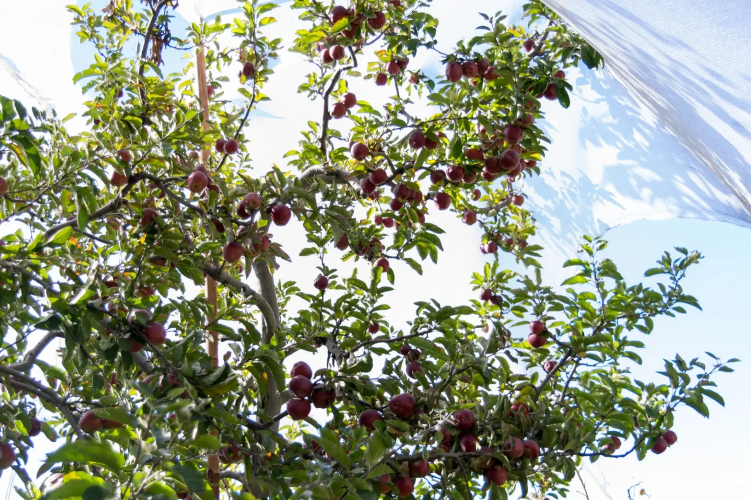 Apple orchard at harvest season in Kotgarh, Shimla, Himachal Pradesh