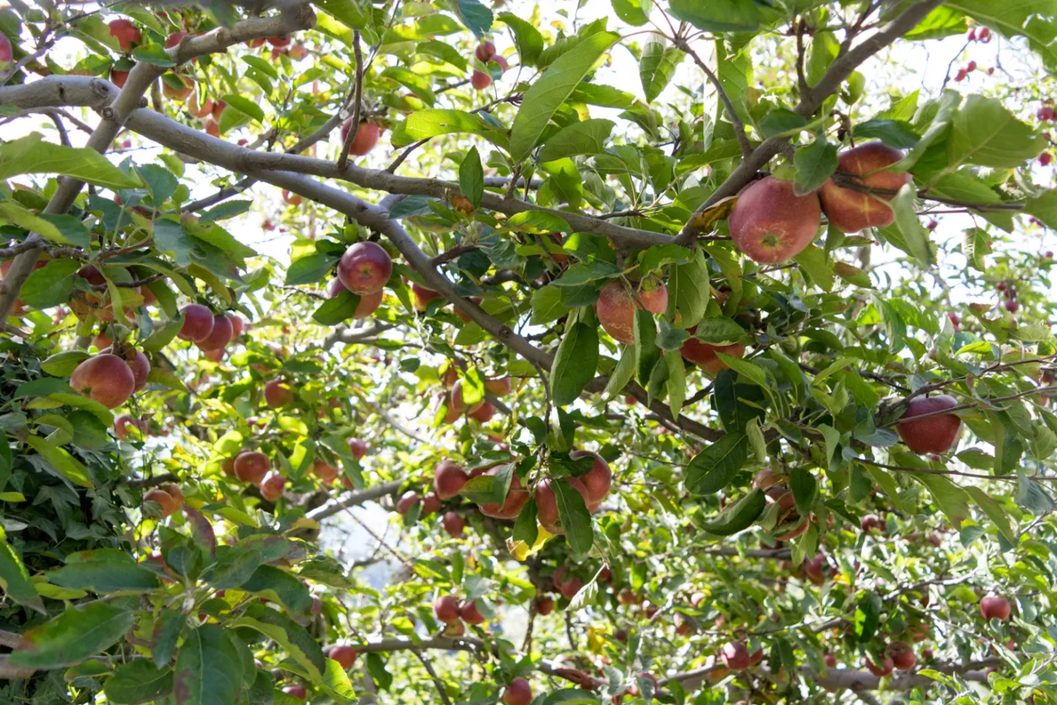 Apple orchards in Kotgarh near Narkanda, Shimla district, Himachal Pradesh