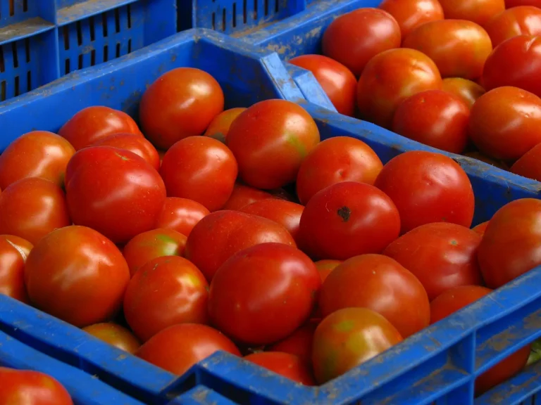 Tomatoes in plastic crates at Koyambedu wholesale market, Chennai