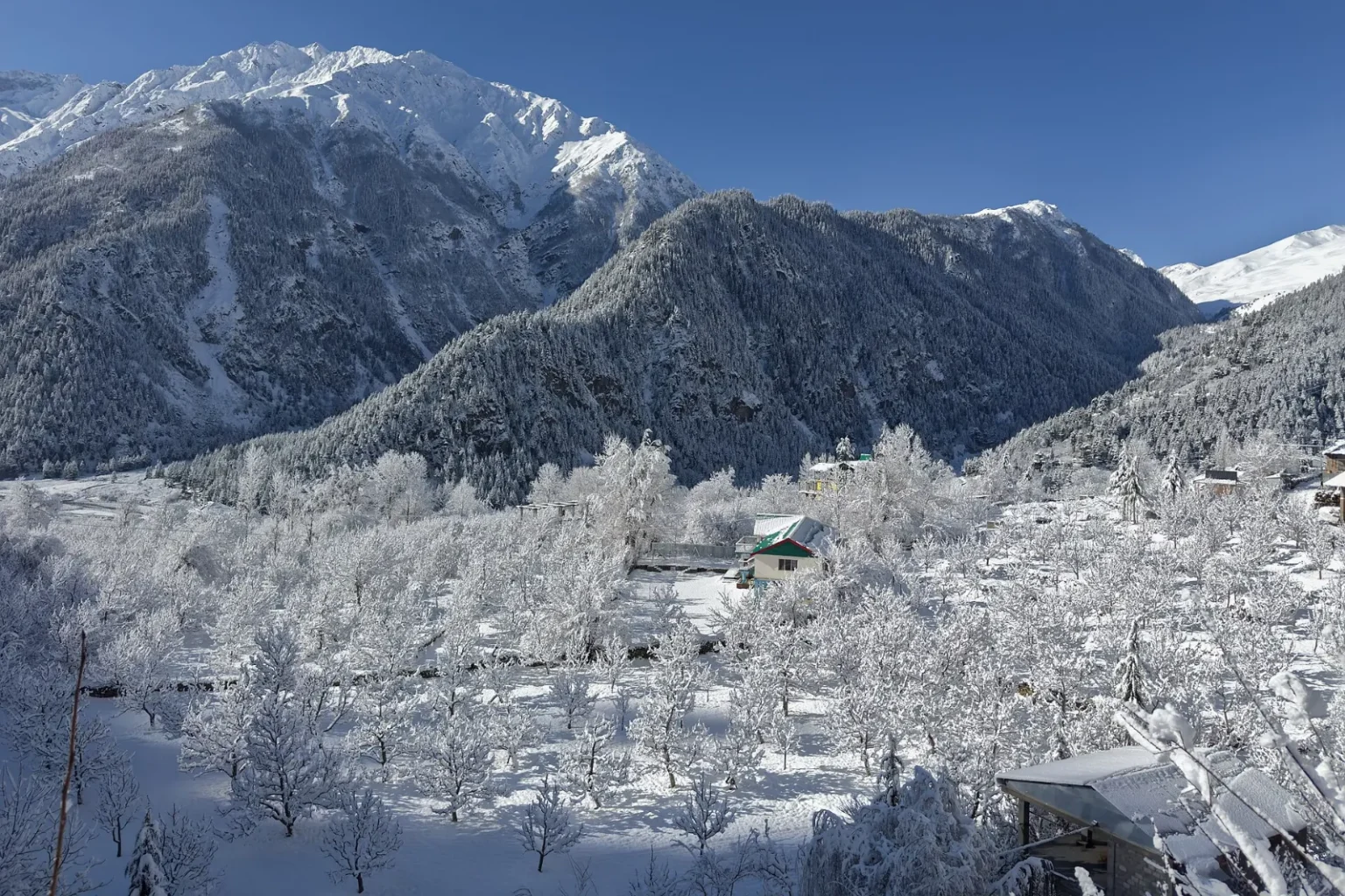 Apple orchards around Sangla village in Kinnaur, Himachal Pradesh