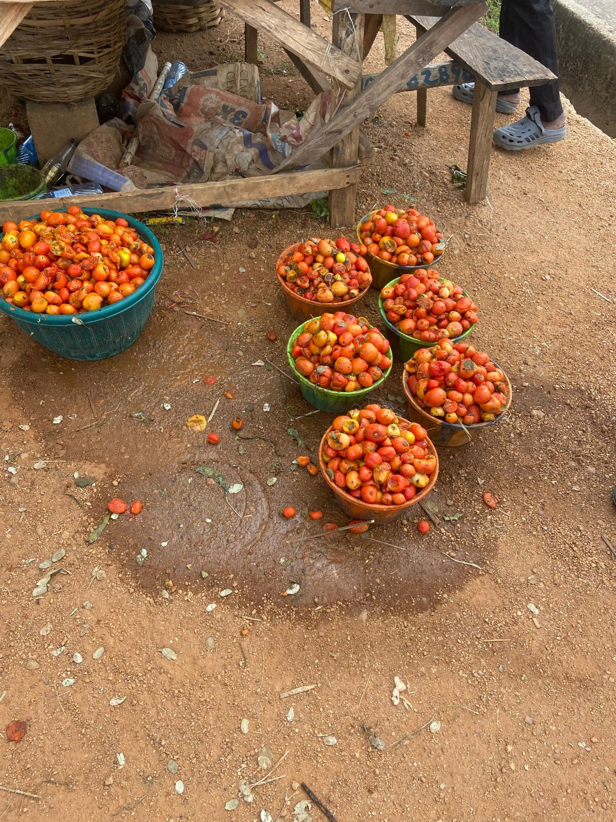 Fresh tomatoes for wholesale supply from Bulky Business