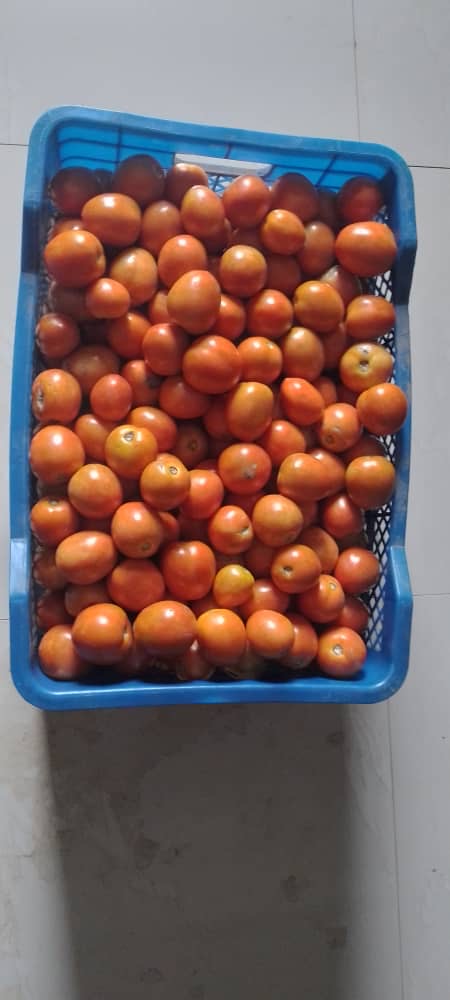Fresh tomatoes for wholesale supply from Bulky Business