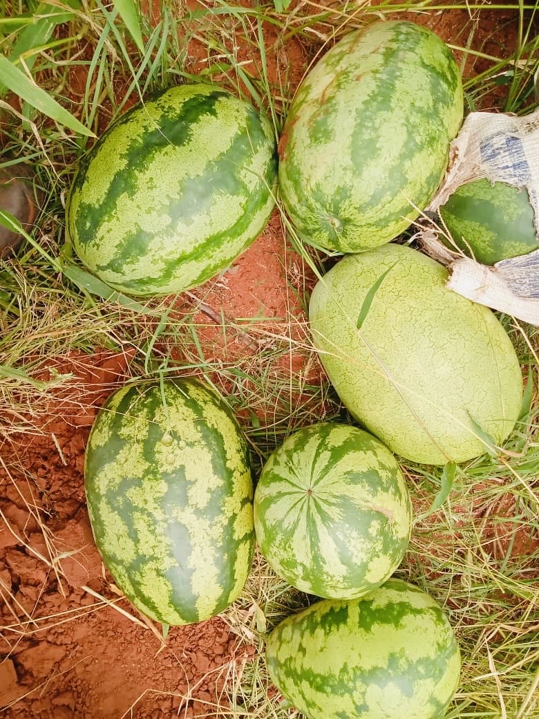 Fresh watermelons for wholesale supply from Bulky Business